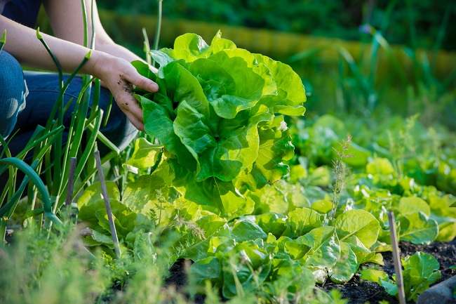 Ecco i fatti sulle verdure biologiche che devi sapere