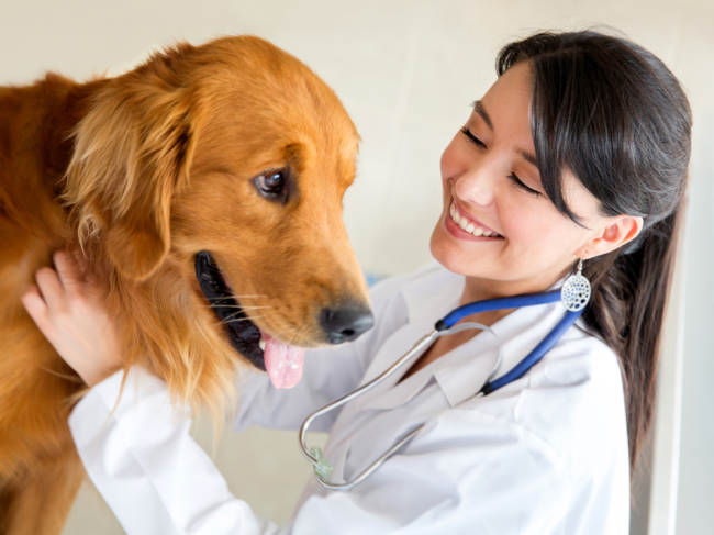 Pulci del cane: rischi di malattia e come trattare i loro morsi