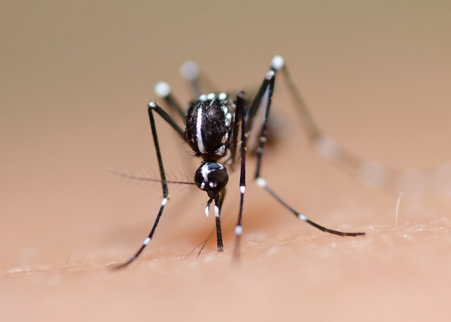 Запознайте се с местообитанията и навиците на комарите от треска на денга, за да ги преодолеете лесно