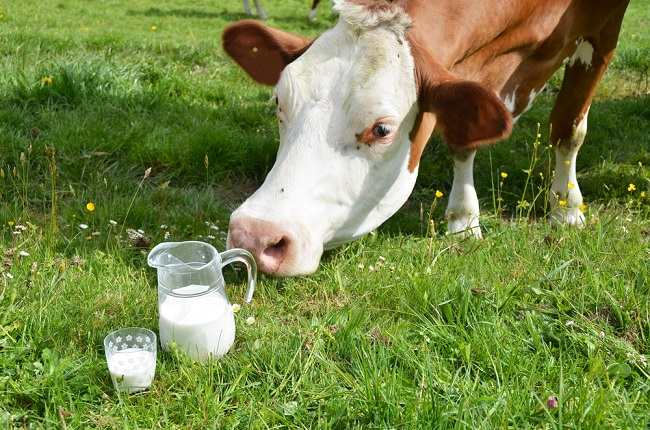 より健康的な牛乳を生産することが信頼されている新しい牛であるA2牛からの牛乳を知る