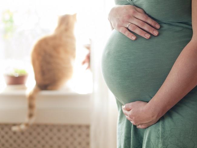 Hamileyken kedi beslemek güvenli midir?