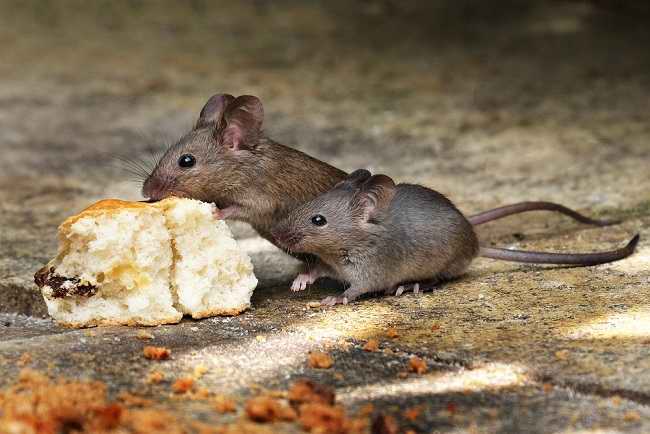 أهمية طرد الفئران للوقاية من الأمراض المختلفة