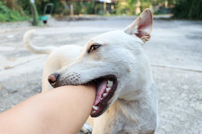 犬の咬傷を処理するための5つのステップ