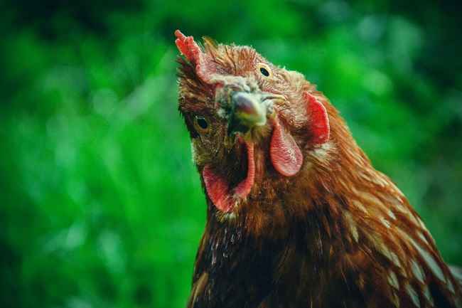 Разбиране на алекторофобията, фобията на пилетата