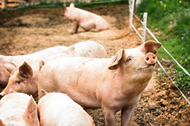 Вярно ли е, че вирусът на свинята холера може да се предава на хора?